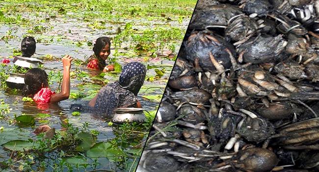 শাপলা-শালুকেই জীবন চলে তাদের