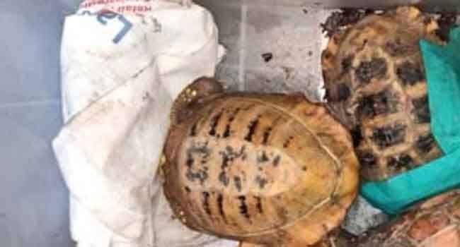 বান্দরবানে বিরল প্রজাতির ১২টি কচ্ছপ উদ্ধার