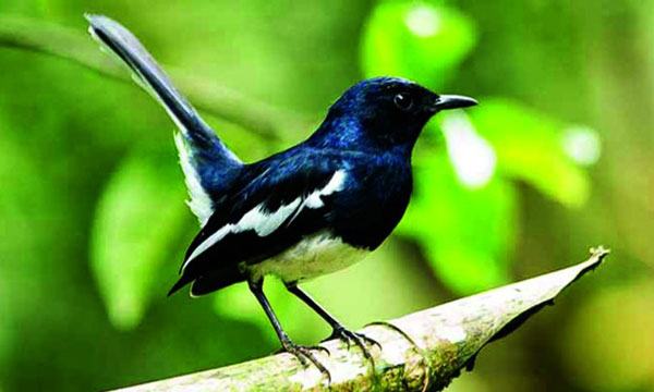 বিলুপ্তির পথে জাতীয় পাখি দোয়েল