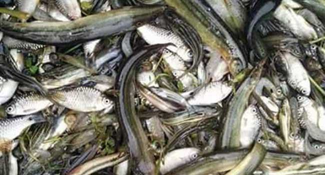 গুঁড়া মাছের গপ্পো