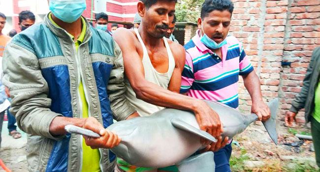 বড়শিতে ধরা পড়ল ২০ কেজির ডলফিন!