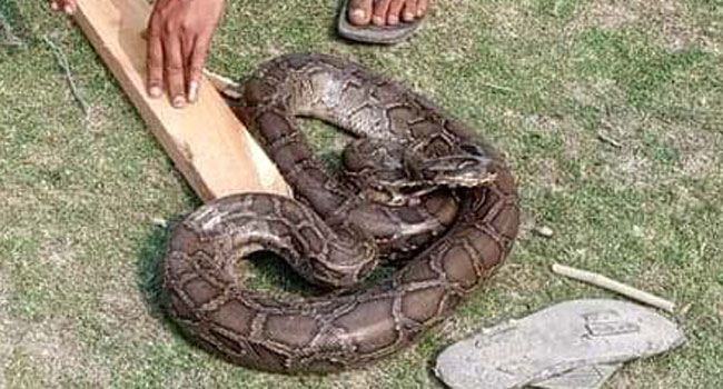 ৫ হাত লম্বা অজগর উদ্ধার