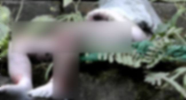 হাসপাতালের সানসেট থেকে নবজাতকের লাশ উদ্ধার
