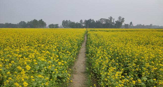 নাগরপুরে কুয়াশার চাদরে দিগন্ত জোড়া হলুদ মাঠ