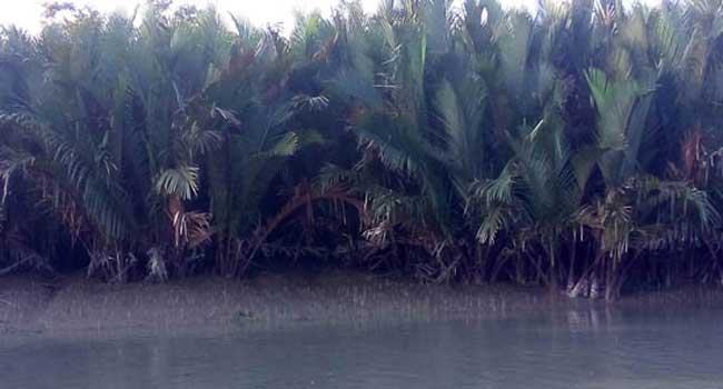 সুন্দরবনে পাতামরা রোগ, উজাড়ের শঙ্কায় গোলবন