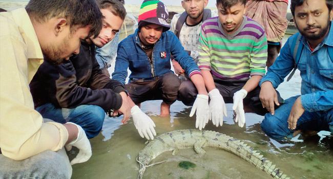 যমুনায় আটক ঘড়িয়াল নদীতে অবমুক্ত