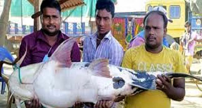 পদ্মায় ধরা পড়লো ১৬ কেজি ওজনের মাছ