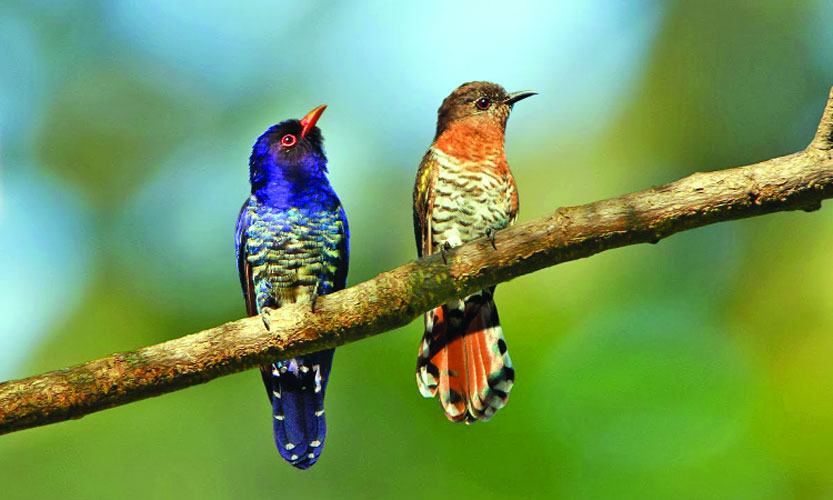 বেগুনি কোকিল