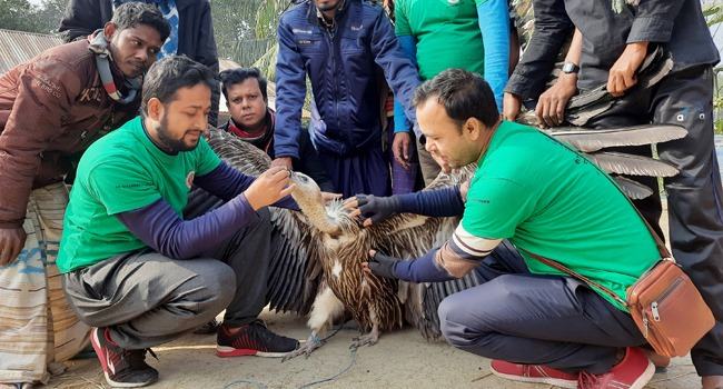 সিংড়ায় বিপন্ন হিমালয়ী গৃধিনী শকুন উদ্ধার