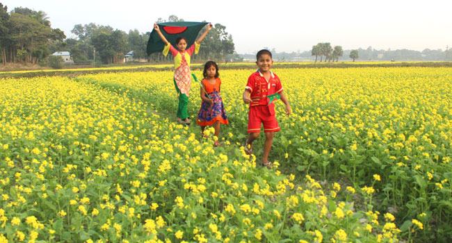 হলুদ বরণে সেজেছে মানিকগঞ্জের ফসলের মাঠ