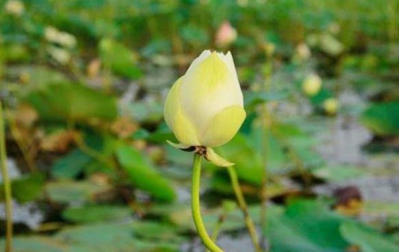 সেই হলুদ পদ্মের নাম রাখা হলো ‘গোমতী’