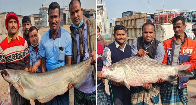 দৌলতদিয়ায় ধরা পড়েছে ২১ কেজির কাতলা ও ২০ কেজির বোয়াল