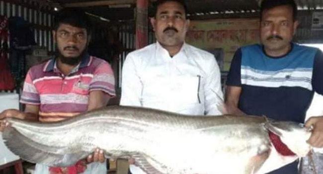 এক বোয়ালের দাম ৭৫ হাজার টাকা!