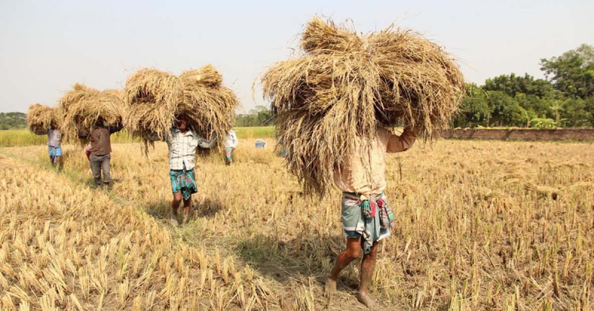 ভরা মৌসুমেও দাম বাড়ছে কেন জানে না সরকার