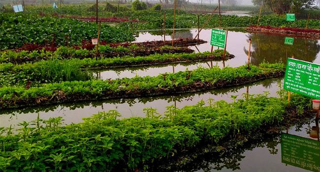 ভাসমান বেডে সবজি চাষে কপাল খুলছে চাষীদের