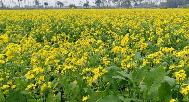 পোরশায় সাড়ে ৩ হাজার হেক্টর জমিতে শরিষা চাষ