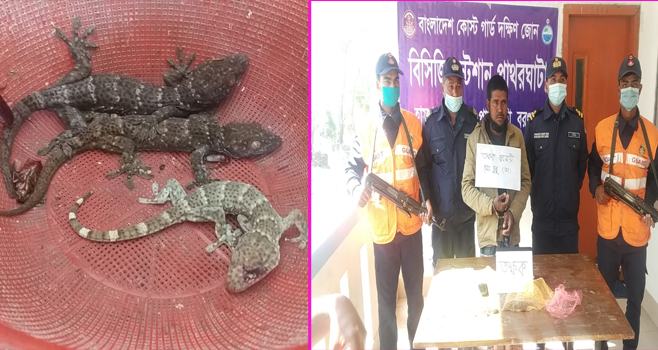 সাড়ে ৩ কোটি টাকা মূল্যের ৩টি তক্ষকসহ আটক ১
