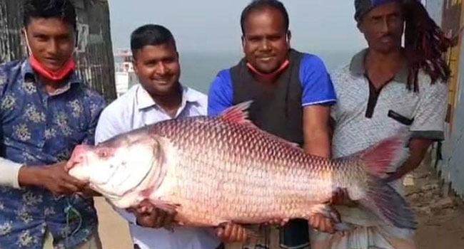 এক কাতলের দাম ৪৪,৫৫০ টাকা
