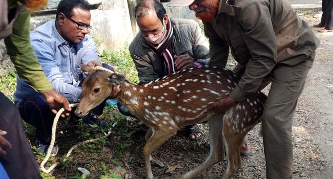 পাথরঘাটায় অসুস্থ হরিণ উদ্ধার