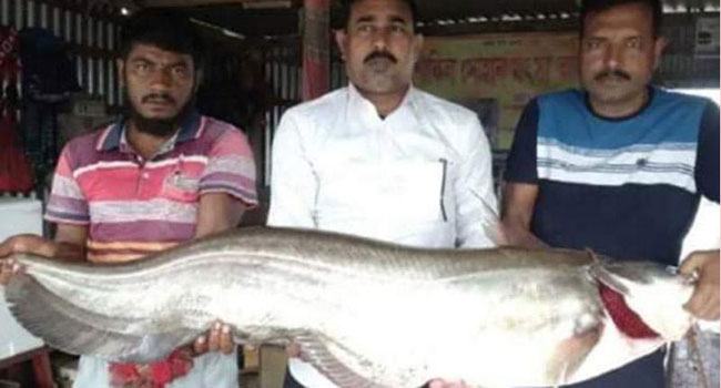 এক বোয়ালের দাম ২৮ হাজার