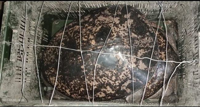 শ্রীমঙ্গলে বিরল প্রজাতির ‘ধুম কাছিম’ উদ্ধার, পরে বিলে অবমুক্ত