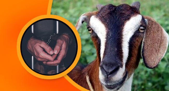 যুবলীগ নেতার বিরুদ্ধে ছাগল চুরির অভিযোগ শিক্ষিকার