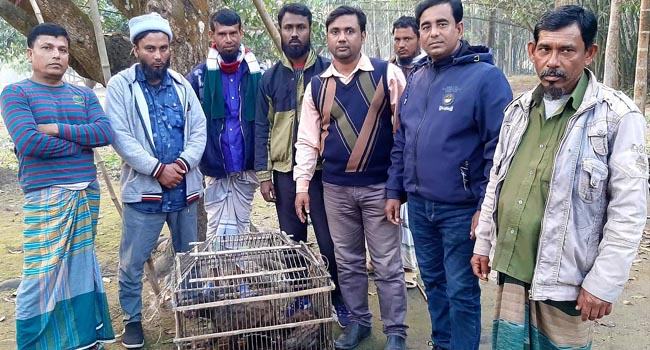 বড়াইগ্রামে বিলুপ্তপ্রায় দুটি গন্ধগোকুল অবমুক্ত