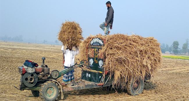 রাণীনগরে গো-খাদ্যের দাম বাড়ায় বিপাকে খামারিরা, করোনাকালে মেলেনি সরকারি সহায়তা
