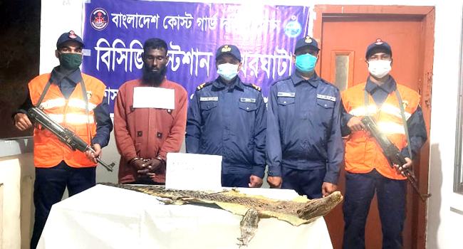পাথরঘাটায় ৭ ফুট লম্বা কুমিরের চামড়াসহ আটক ১