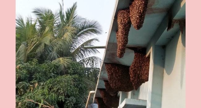 বাড়ি নয় যেন মধুর হাঁড়ি