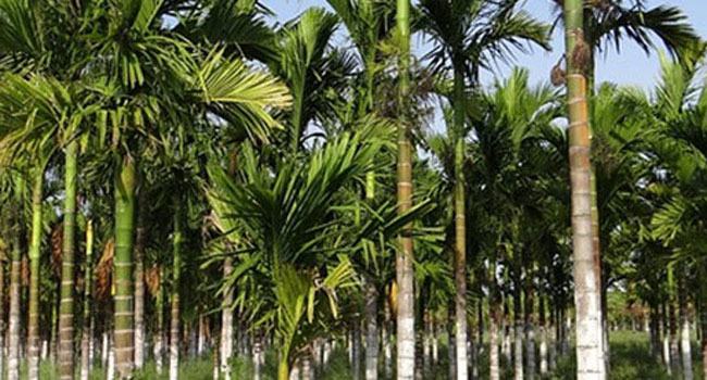 সুপারি বাগানে পড়ে আছে মাদরাসা শিক্ষকের লাশ