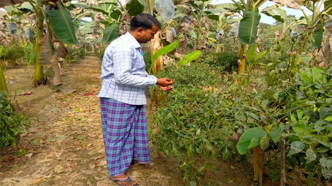 চুয়াডাঙ্গায় তিন ফসলের আবাদে বদলে গেছে দোয়াল্লিন মোল্লার ভাগ্য