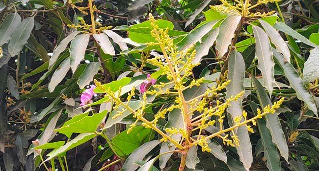 মাঘের শুরুতে সৌরভ ছড়াচ্ছে আমের মুকুল