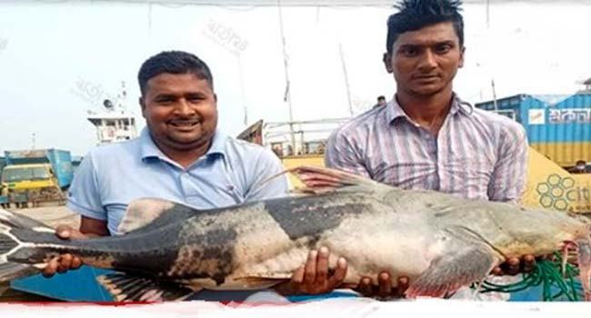 এক বাঘাইড়ের দাম ২৭ হাজার টাকা