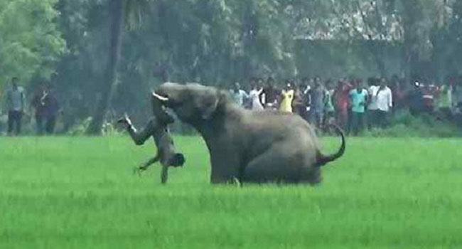 বান্দরবানে বন্য হাতির আক্রমণে নিহত ২