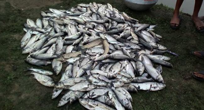 আশুলিয়ায় মাছের সাথে এ কেমন শত্রুতা