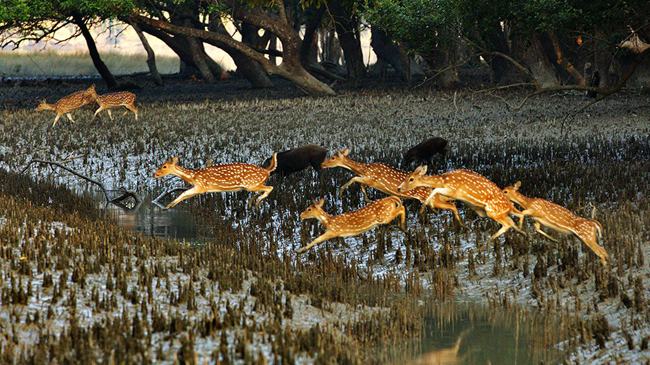 সুন্দরবন জুড়ে রেডএলার্ট জারি