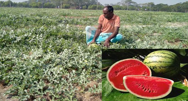 কুয়াকাটার তরমুজ চাষিদের চোখ দিগন্ত জোড়া স্বপ্নে