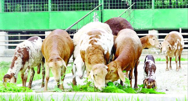 মরুর প্রাণী দুম্বার খামার এখন দামুড়হুদায়, জন্ম নিয়েছে ৪টি শাবক