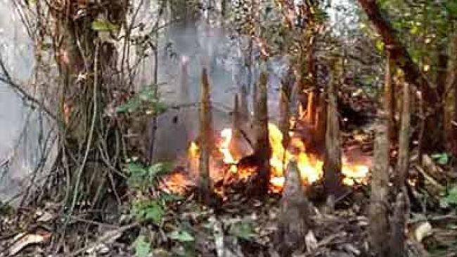 সুন্দরবনের গহীনে আগুন