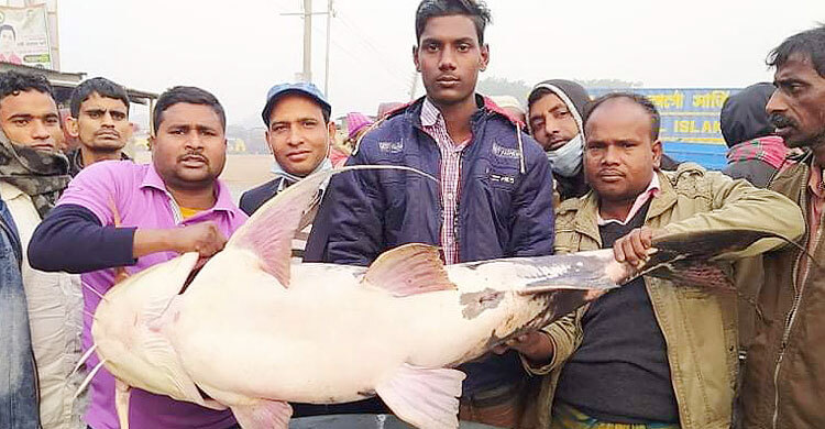 এক বাঘাইড়ের দাম ৪১ হাজার টাকা