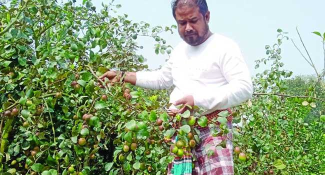 কাশ্মিরি আপেল কুলে ভাগ্য বদল