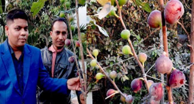 ত্বিন ফল চাষে সফল ডুমুরিয়ার চাষি নিউটন মণ্ডল