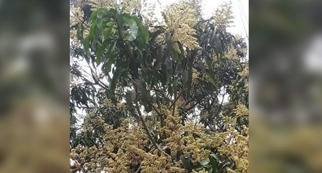 জীবননগরে গাছে গাছে মুকুলের সমারোহ