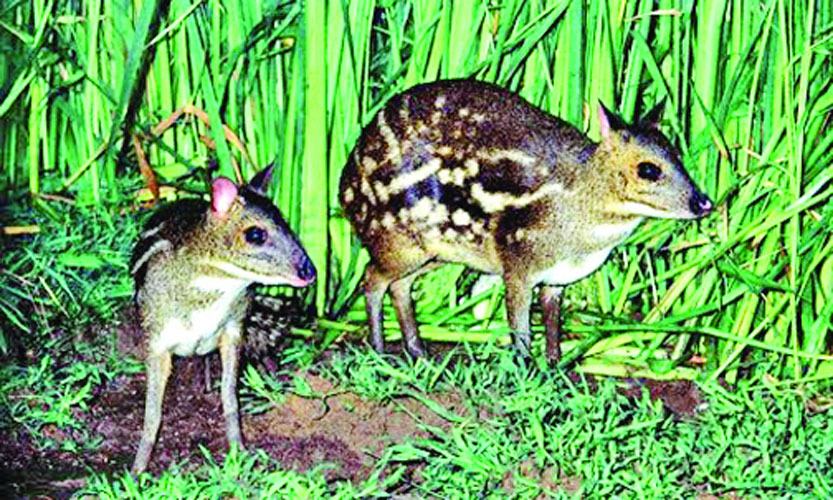 শেভরোটেইন বৃত্তান্ত