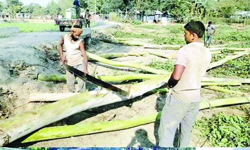 বালিয়াডাঙ্গীতে প্রকাশ্য বন বিভাগের ১৭টি গাছ কর্তন