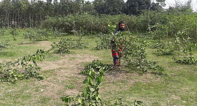 বড়াইগ্রামে রাতের আঁধারে কেটে দেয়া হলো ভ্যানচালকের ৩৯টি লেবু গাছ