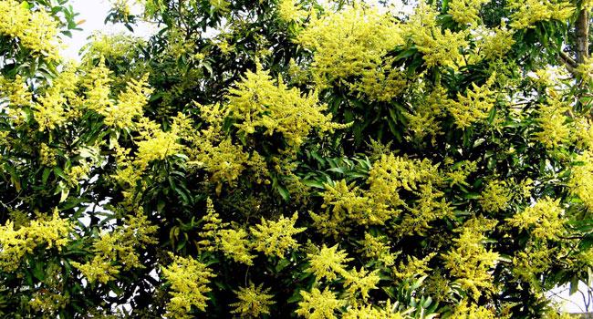 রাণীনগর-আত্রাইয়ে মুকুলে-মুকুলে সেজেছে আম বাগানগুলো
