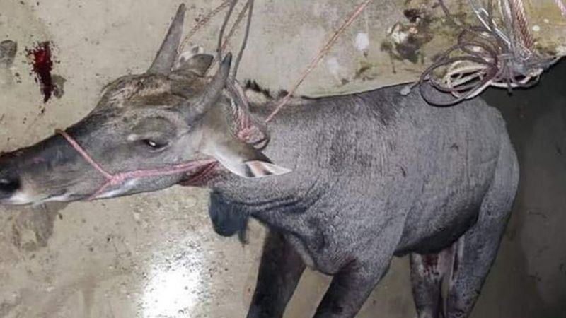 রক্তাক্ত অবস্থায় নদীতে ঝাঁপ দেয় নীলগাইটি...