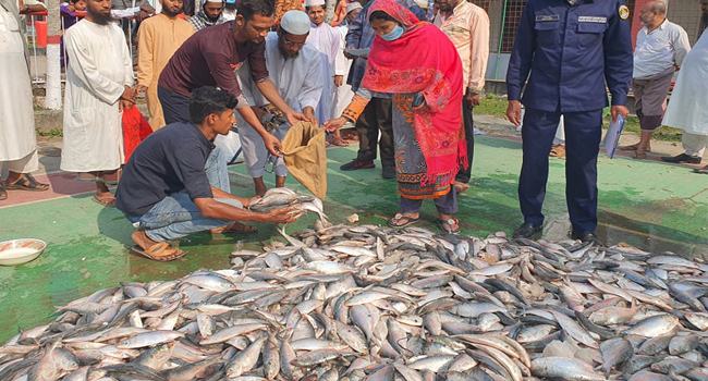 কাউখালীতে অবৈধভাবে পাচারকালে ৮ লক্ষাধিক টাকার জাটকা আটক